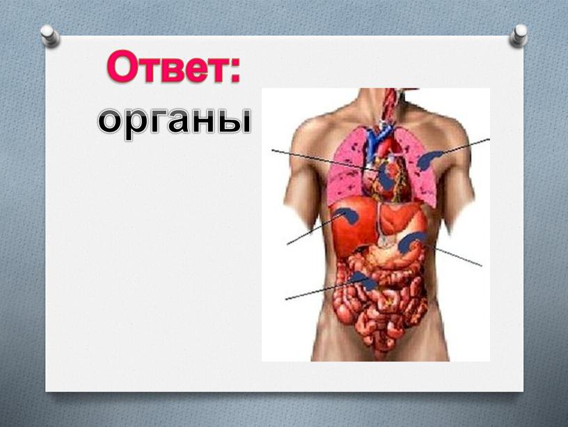 Ответ: органы