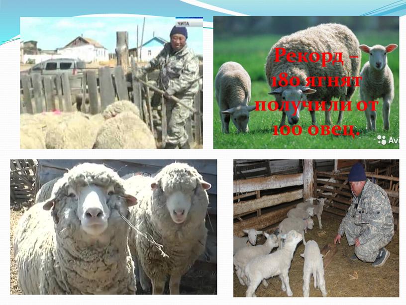 Рекорд – 180 ягнят получили от 100 овец