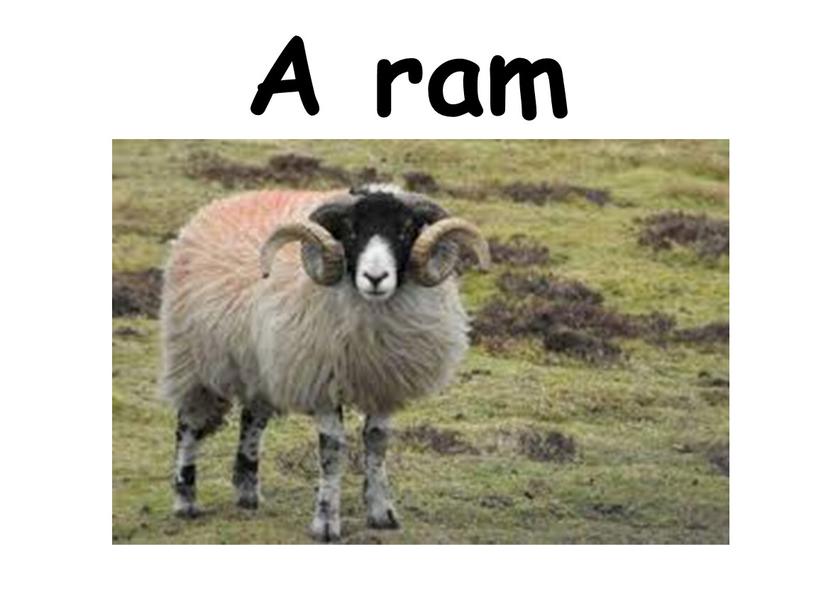 A ram