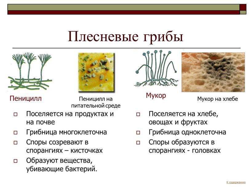 Плесневые грибы Поселяется на продуктах и на почве