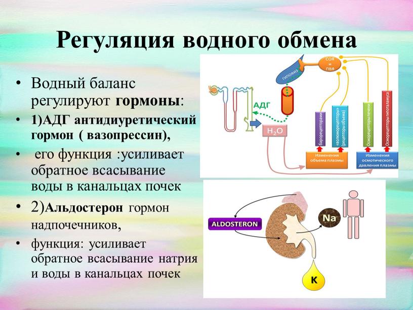 Регуляция водного обмена Водный баланс регулируют гормоны : 1)АДГ антидиуретический гормон ( вазопрессин), его функция :усиливает обратное всасывание воды в канальцах почек 2)