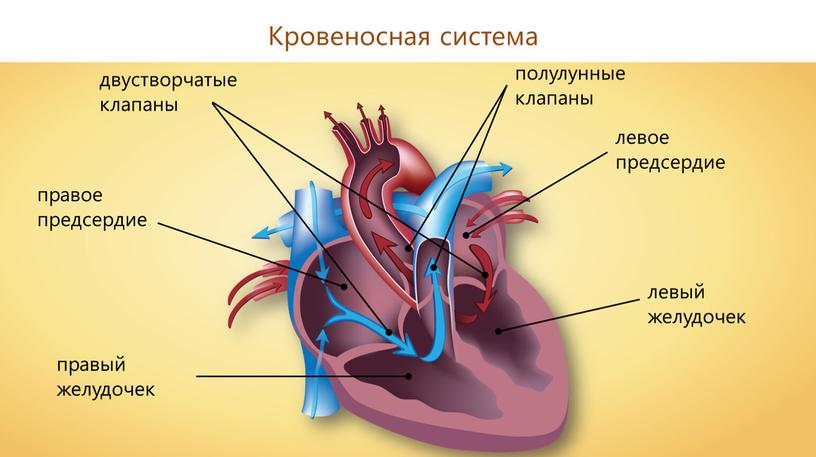 правое предсердие левое предсердие правый желудочек левый желудочек двустворчатые клапаны полулунные клапаны Кровеносная система