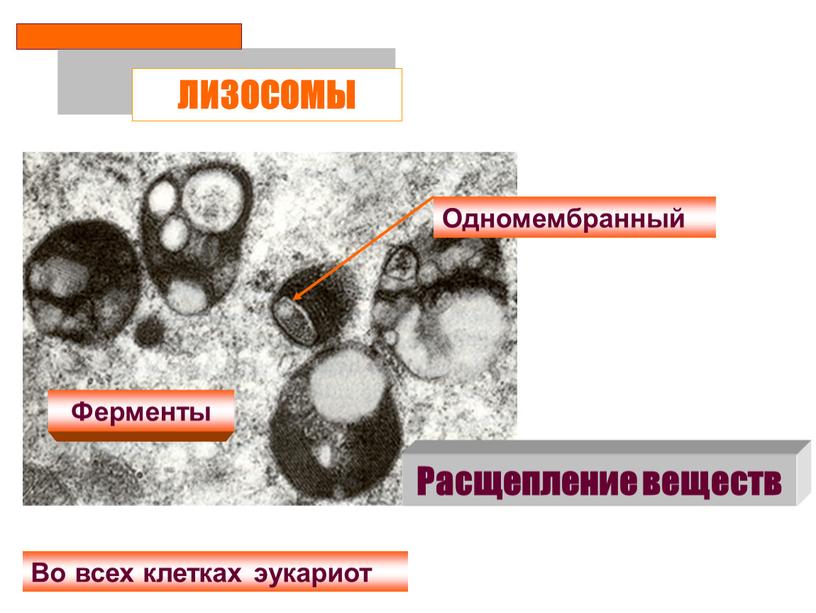 ЛИЗОСОМЫ Одномембранный Ферменты