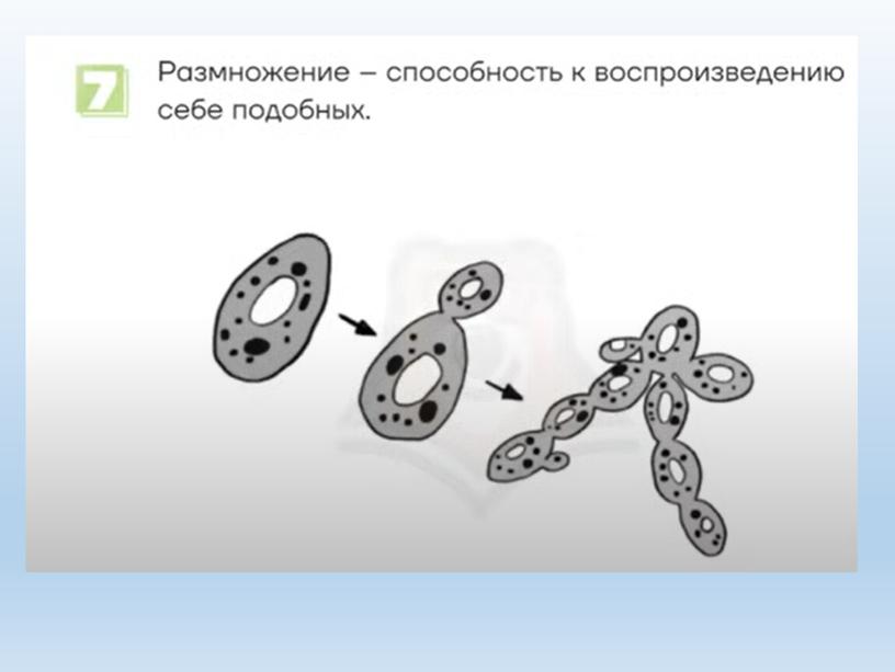 Разбор заданий №1 ОГЭ биология из сборника В.С.Рохлова