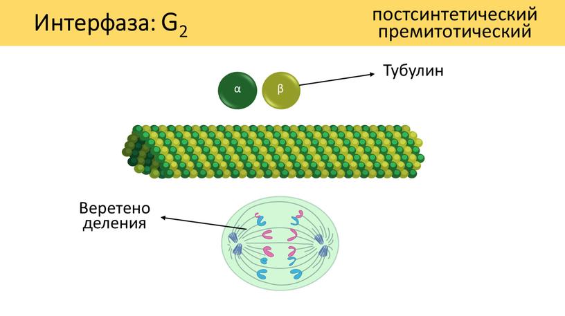 Интерфаза: G2 постсинтетический премитотический β α