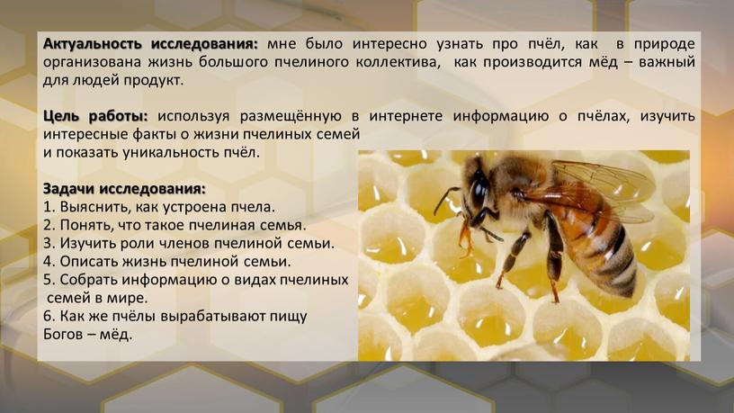 Актуальность исследования: мне было интересно узнать про пчёл, как в природе организована жизнь большого пчелиного коллектива, как производится мёд – важный для людей продукт
