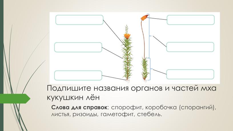 Подпишите названия органов и частей мха кукушкин лён