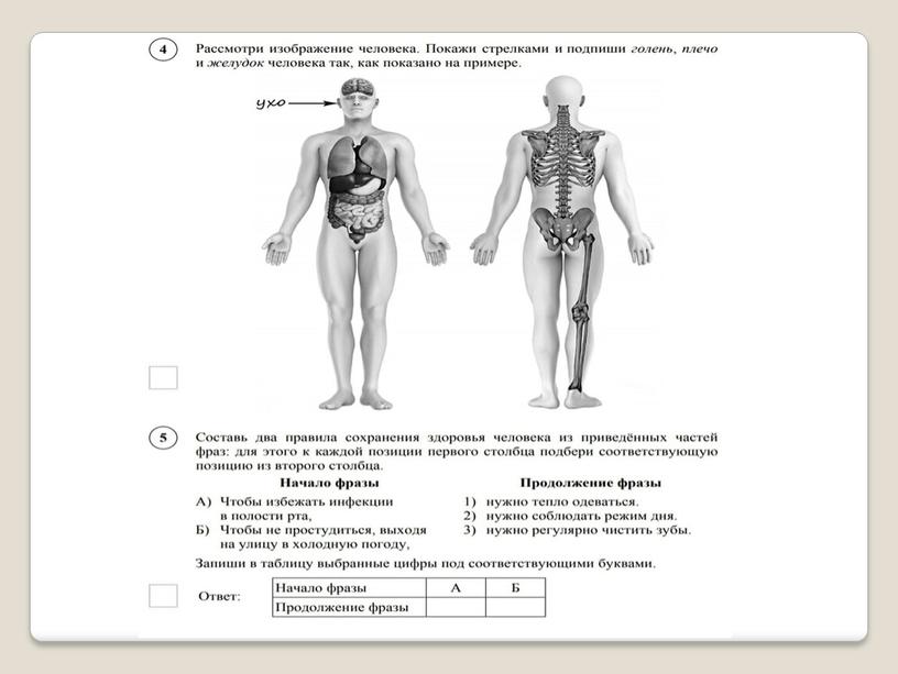 Подготовка учащихся 4- х классов к ВПР по окружающему миру