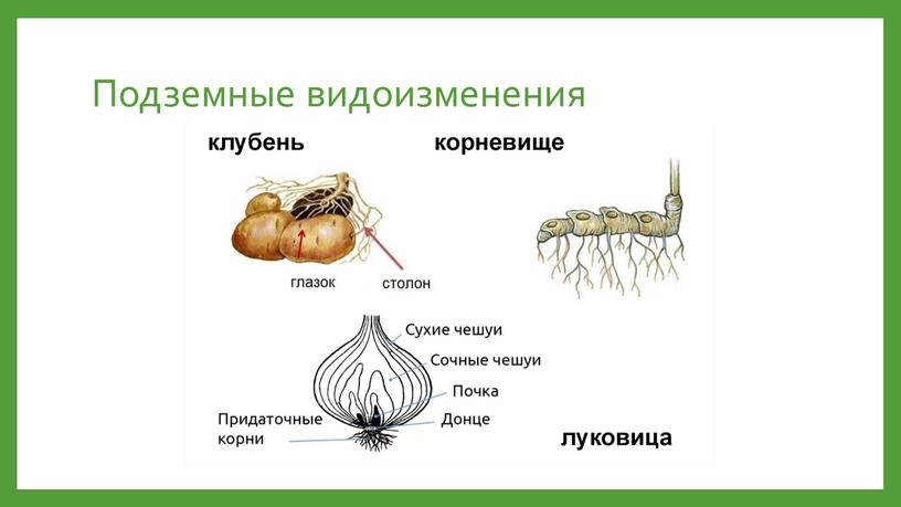 Подземные видоизменения