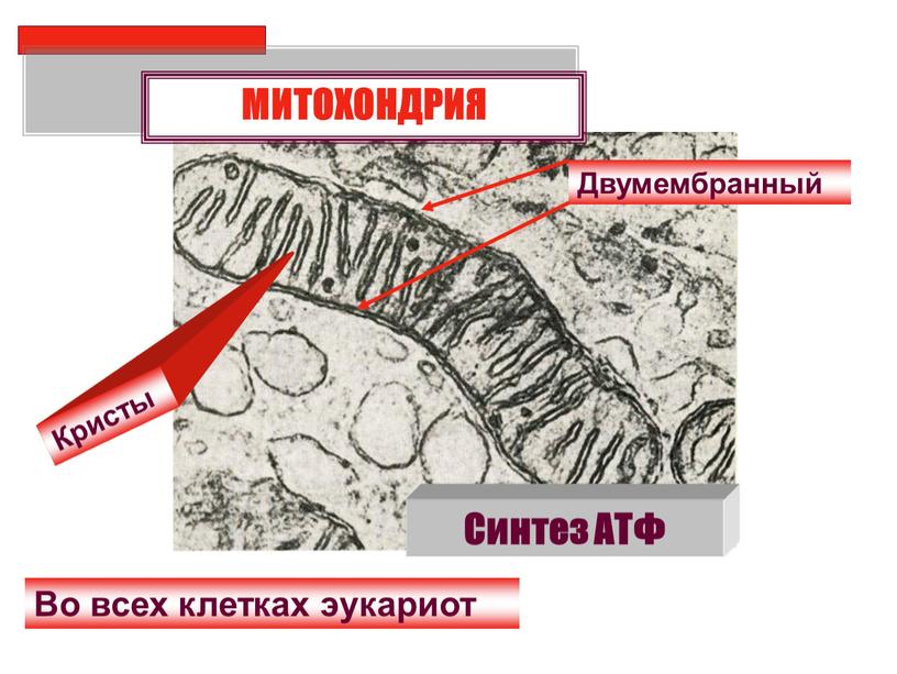 Двумембранный Во всех клетках эукариот