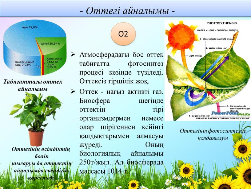 Оттегі айналымы - Атмосферадағы бос оттек табиғатта фотосинтез процесі кезінде түзіледі