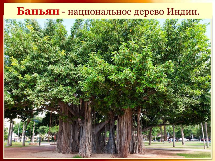Баньян - национальное дерево Индии