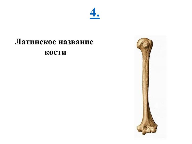 4. Латинское название кости