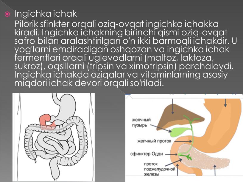 Ingichka ichak Pilorik sfinkter orqali oziq-ovqat ingichka ichakka kiradi