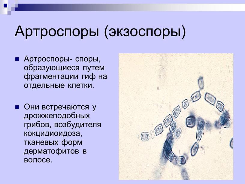 Артроспоры (экзоспоры) Артроспоры- споры, образующиеся путем фрагментации гиф на отдельные клетки