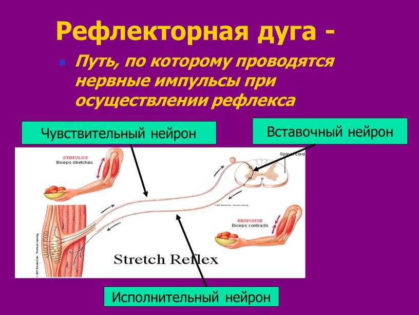 Рефлекторная дуга - Путь, по которому проводятся нервные импульсы при осуществлении рефлекса