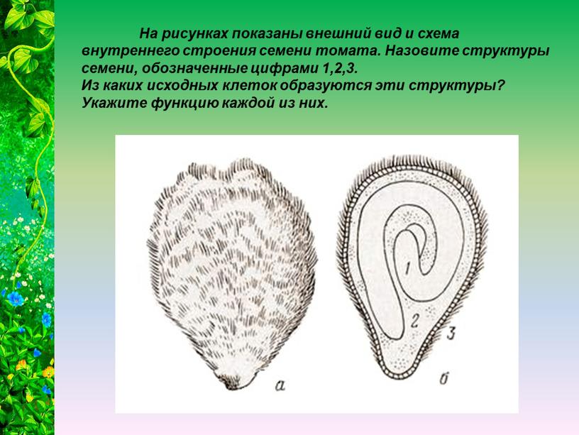 На рисунках показаны внешний вид и схема внутреннего строения семени томата