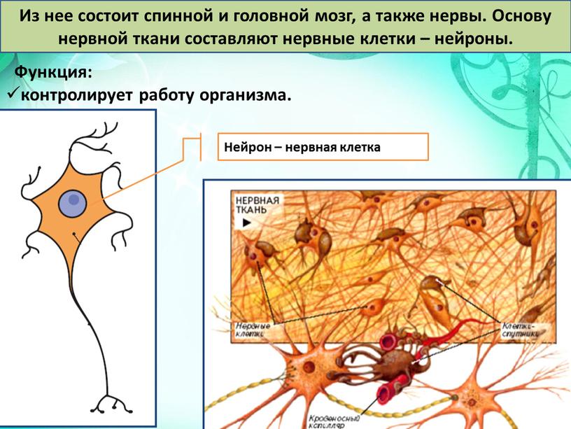 Функция: контролирует работу организма