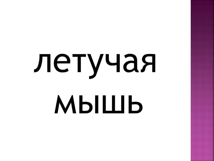 летучая мышь