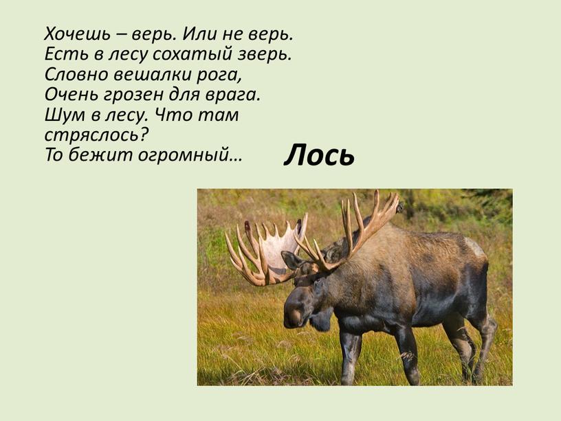 Лось Хочешь – верь. Или не верь