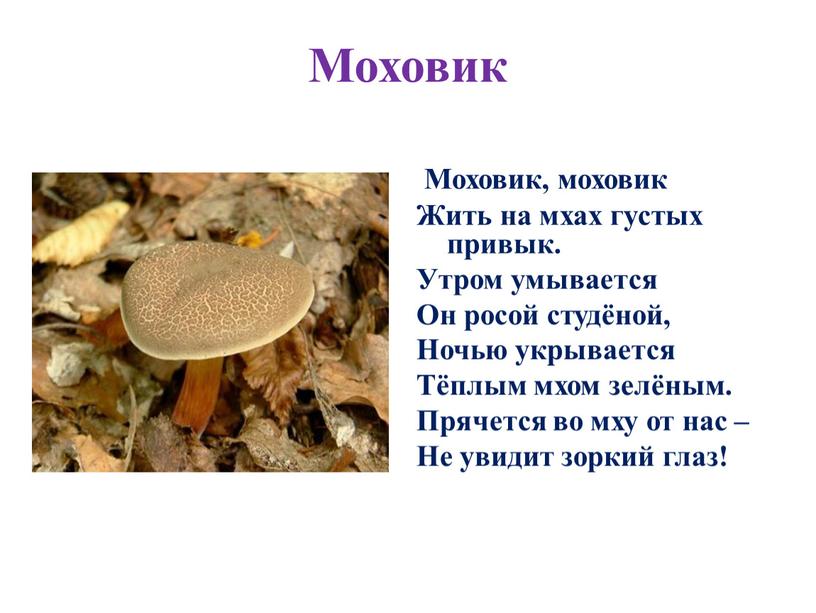 Моховик Моховик, моховик Жить на мхах густых привык