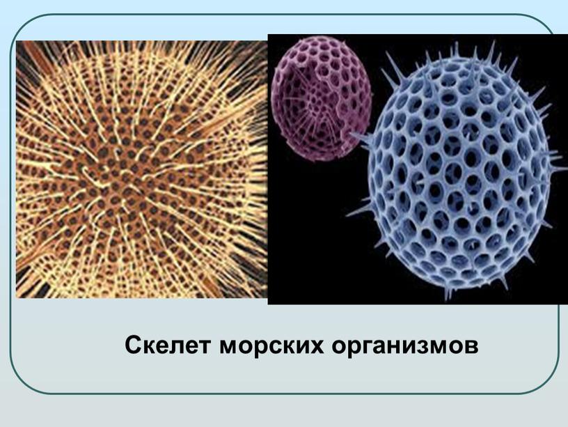 Скелет морских организмов