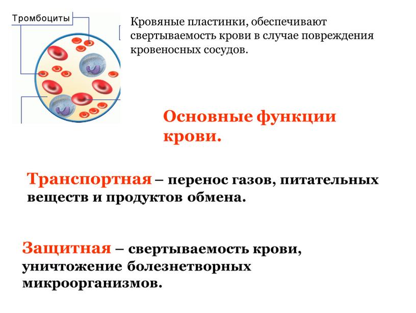 Кровяные пластинки, обеспечивают свертываемость крови в случае повреждения кровеносных сосудов