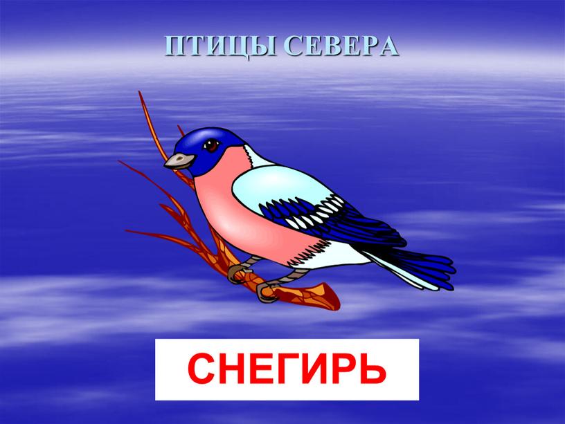 ПТИЦЫ СЕВЕРА СНЕГИРЬ