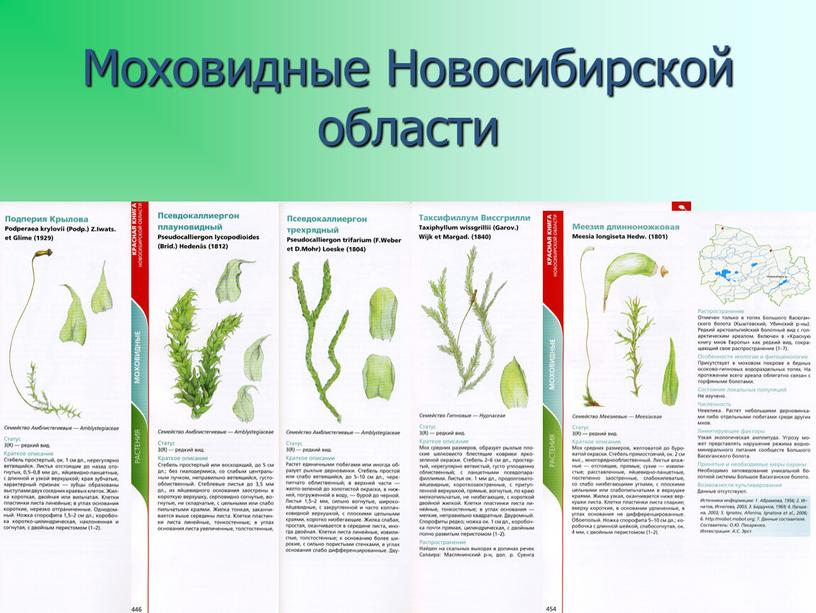 Моховидные Новосибирской области