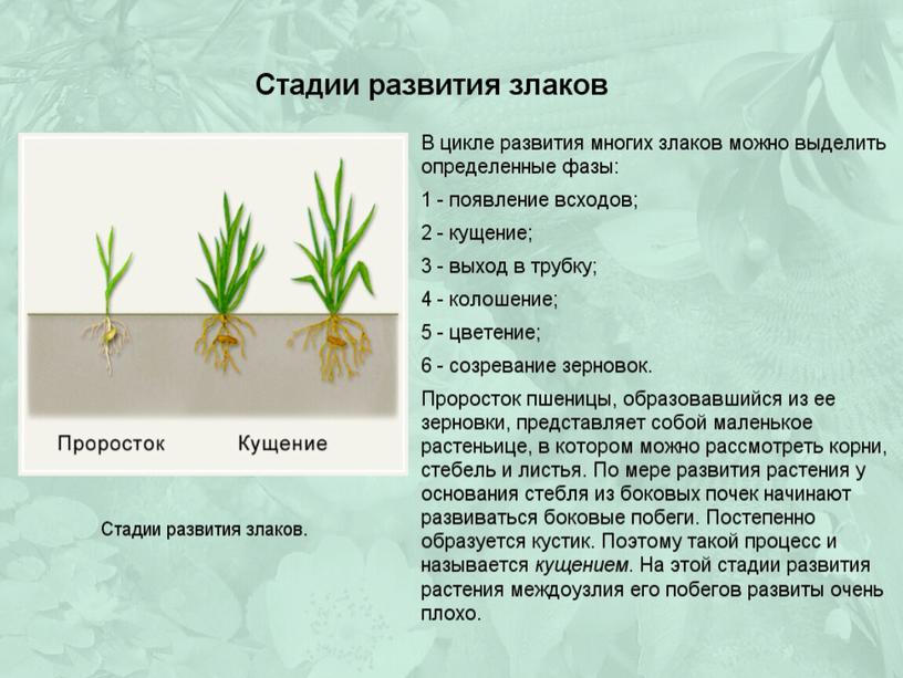 Презентация по биологии на тему "Семейства Лилейные и Злаковые"