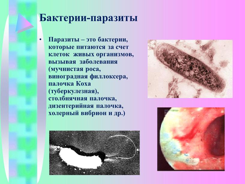 Бактерии-паразиты Паразиты – это бактерии, которые питаются за счет клеток живых организмов, вызывая заболевания (мучнистая роса, виноградная филлоксера, палочка