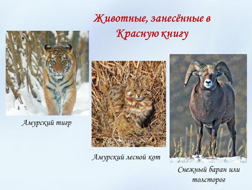 Амурский лесной кот Амурский тигр