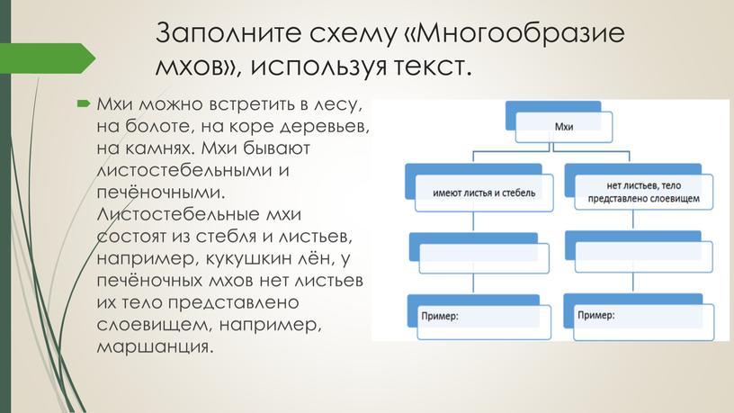 Заполните схему «Многообразие мхов», используя текст