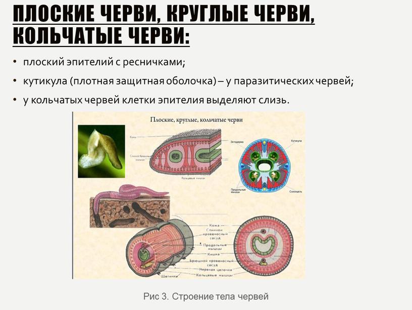 Плоские черви, круглые черви, кольчатые черви: плоский эпителий с ресничками; кутикула (плотная защитная оболочка) – у паразитических червей; у кольчатых червей клетки эпителия выделяют слизь