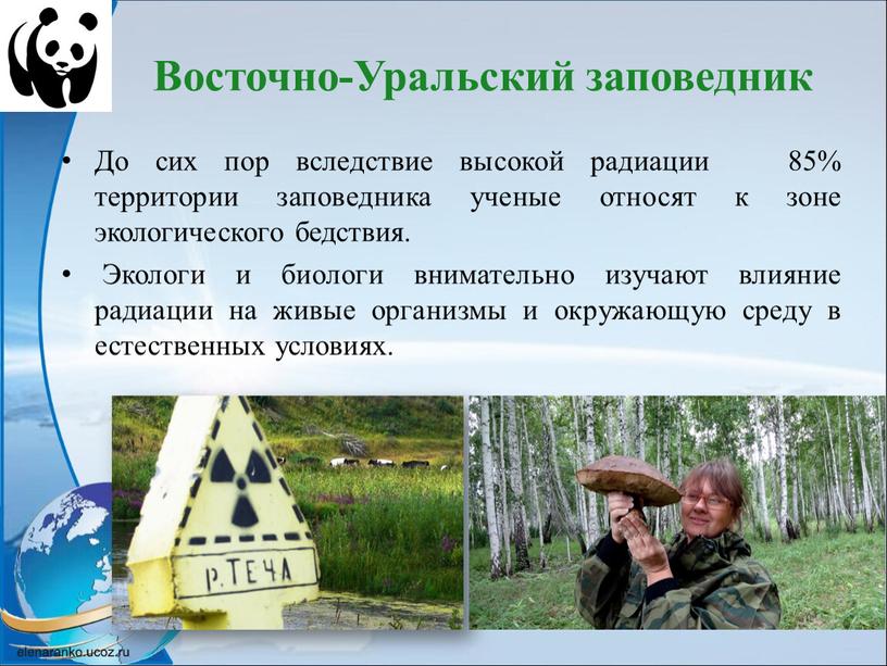 Восточно-Уральский заповедник До сих пор вследствие высокой радиации 85% территории заповедника ученые относят к зоне экологического бедствия