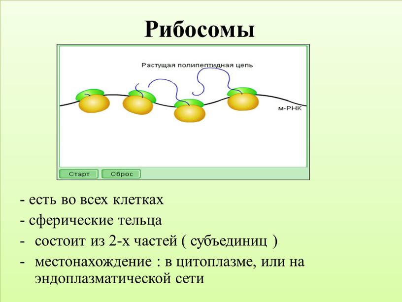 Рибосомы - есть во всех клетках - сферические тельца состоит из 2-х частей ( субъединиц ) местонахождение : в цитоплазме, или на эндоплазматической сети