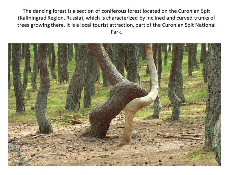 The dancing forest is a section of coniferous forest located on the