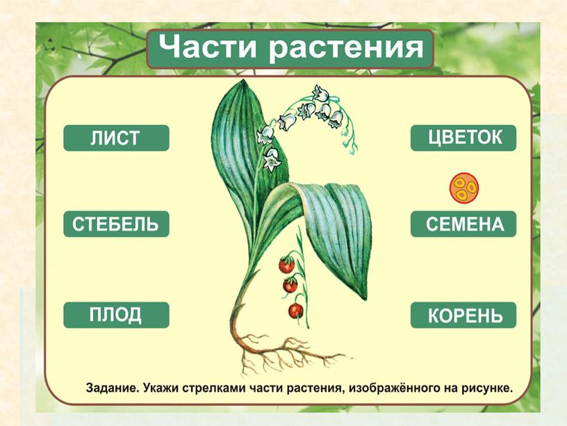 Окружающий мир "Части растений"