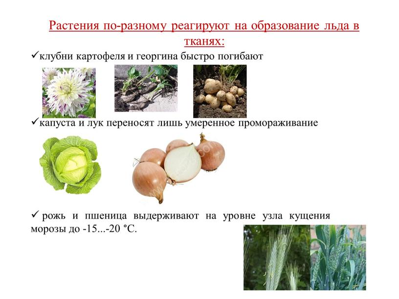 С. Растения по-разному реагируют на образование льда в тканях: