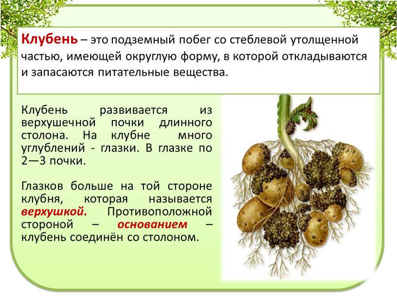 Клубень – это подземный побег со стеблевой утолщенной частью, имеющей округлую форму, в которой откладываются и запасаются питательные вещества