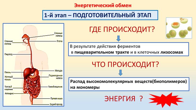 Энергетический обмен 1-й этап –