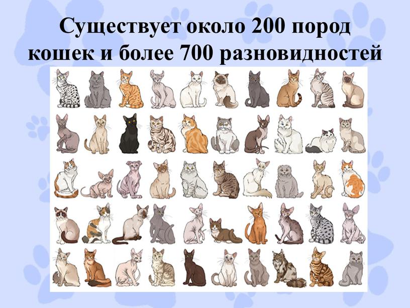 Существует около 200 пород кошек и более 700 разновидностей