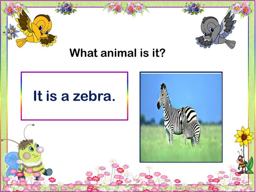 What animal is it? It is a zebra