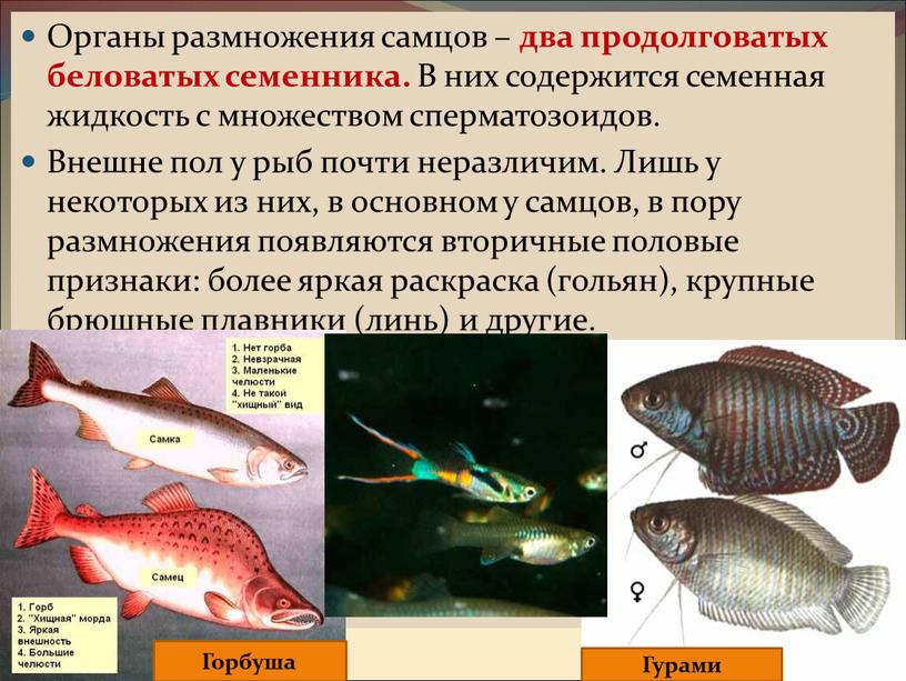 Органы размножения самцов – два продолговатых беловатых семенника