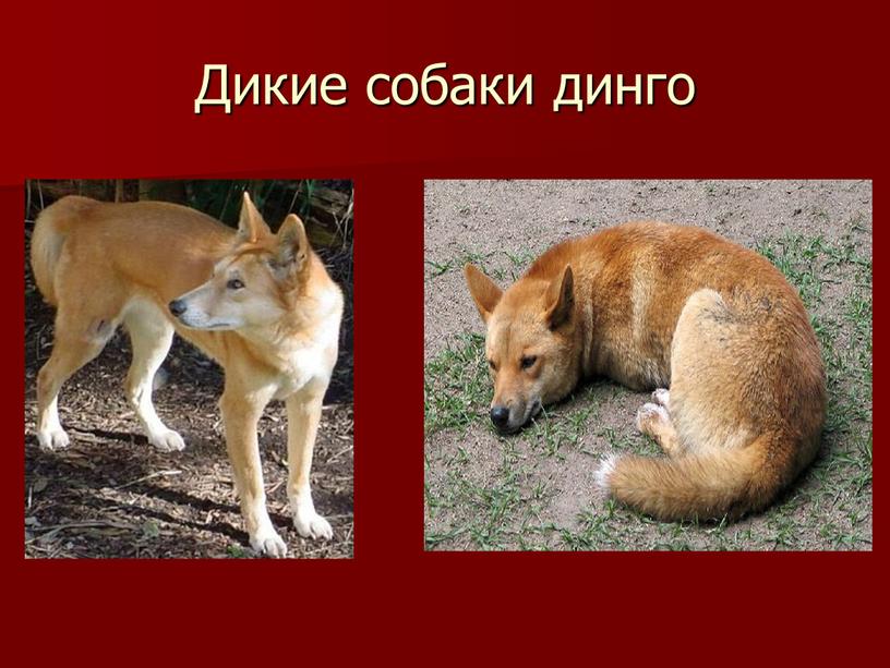 Дикие собаки динго