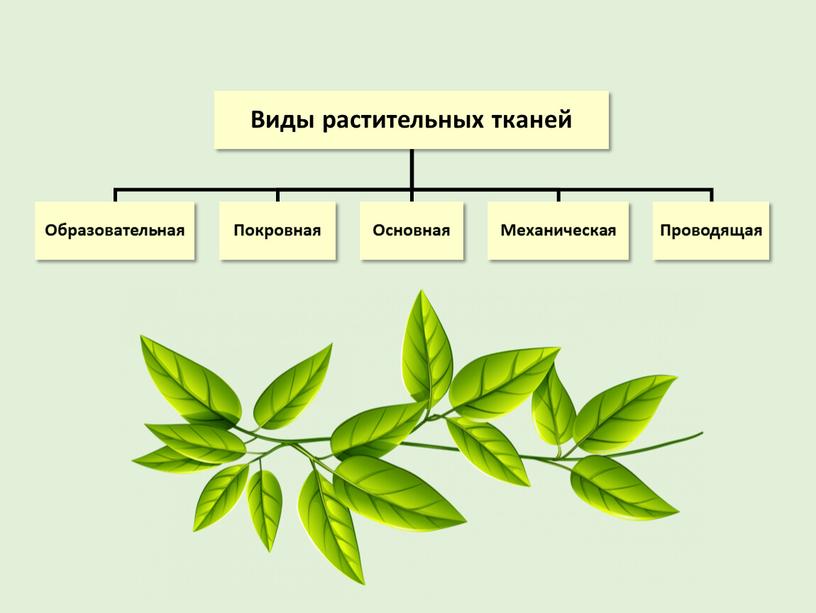 Презентация "Ткани растений" 6 класс