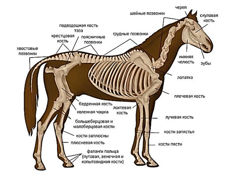 АНАТОМИЯ ЛОШАДИ. СКЕЛЕТ