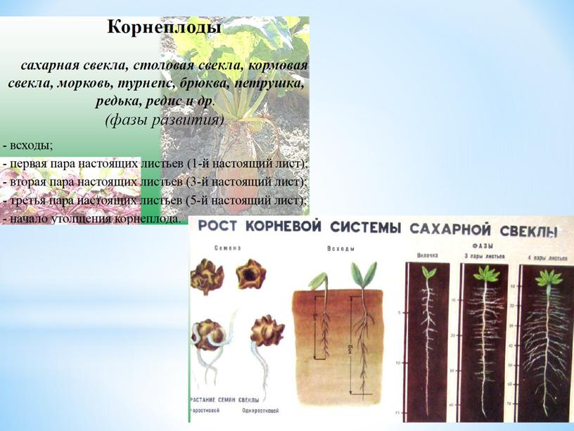 Условия прорастания семян растений, 6 класс, биология