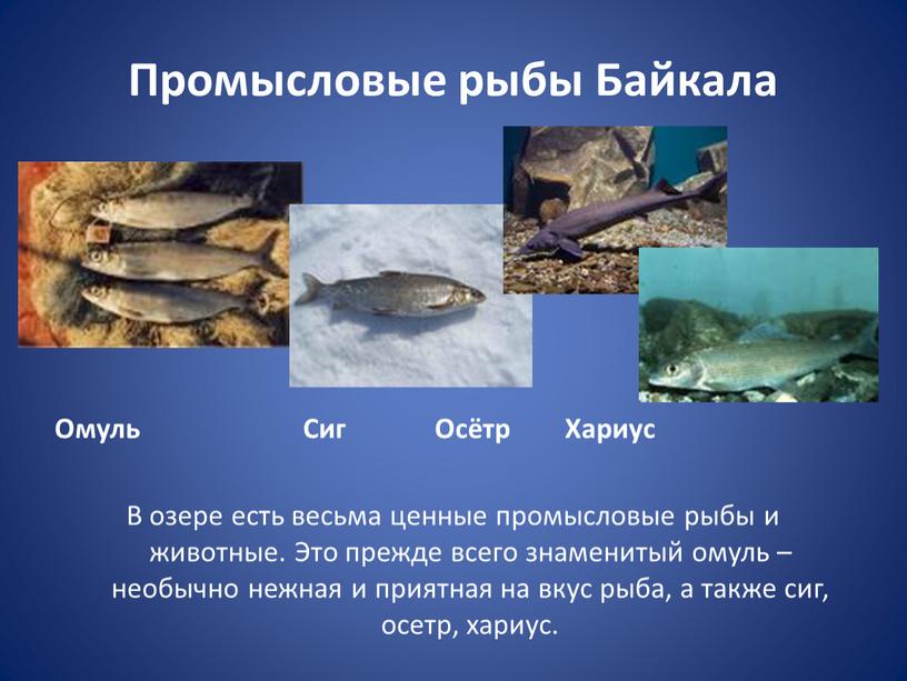 Промысловые рыбы Байкала Омуль