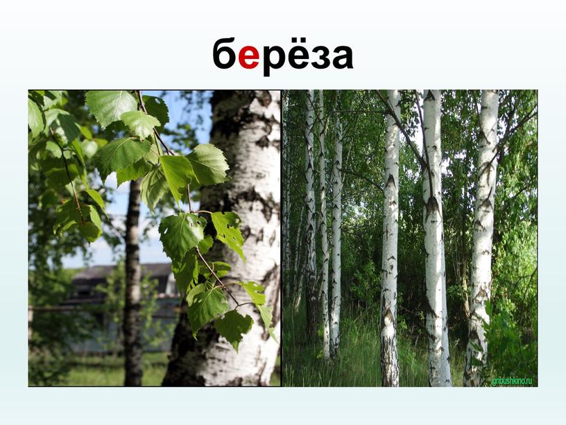 берёза